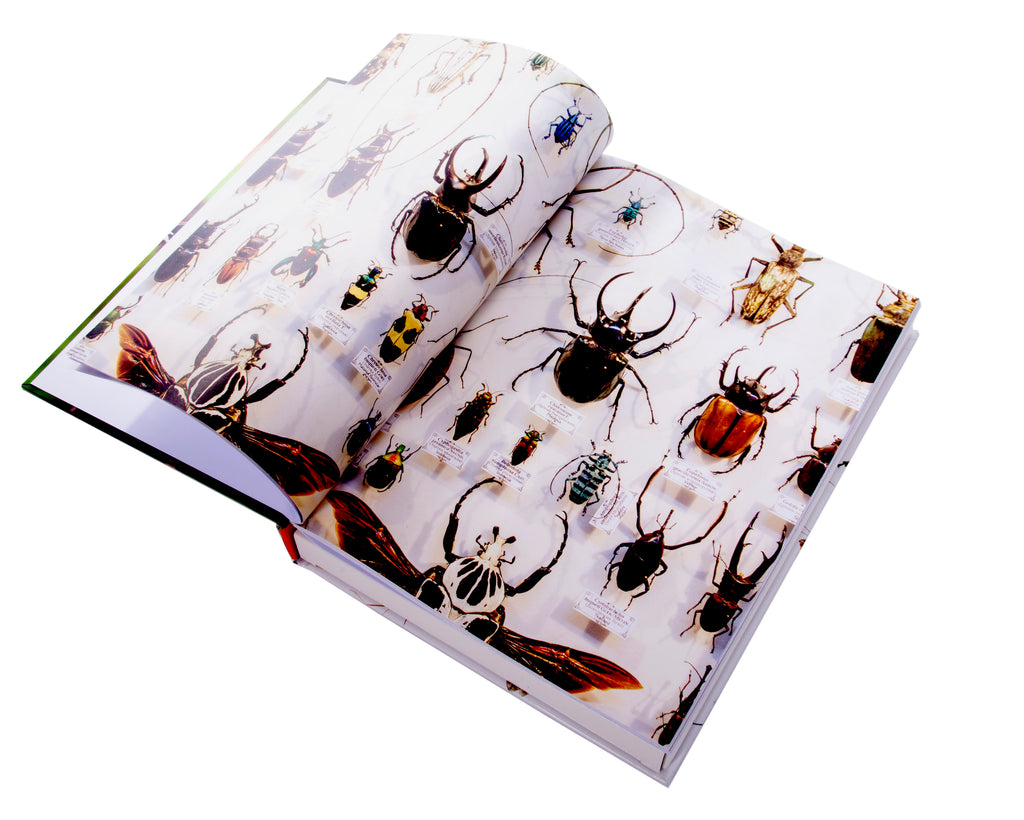 Puzzle Book | Insects
