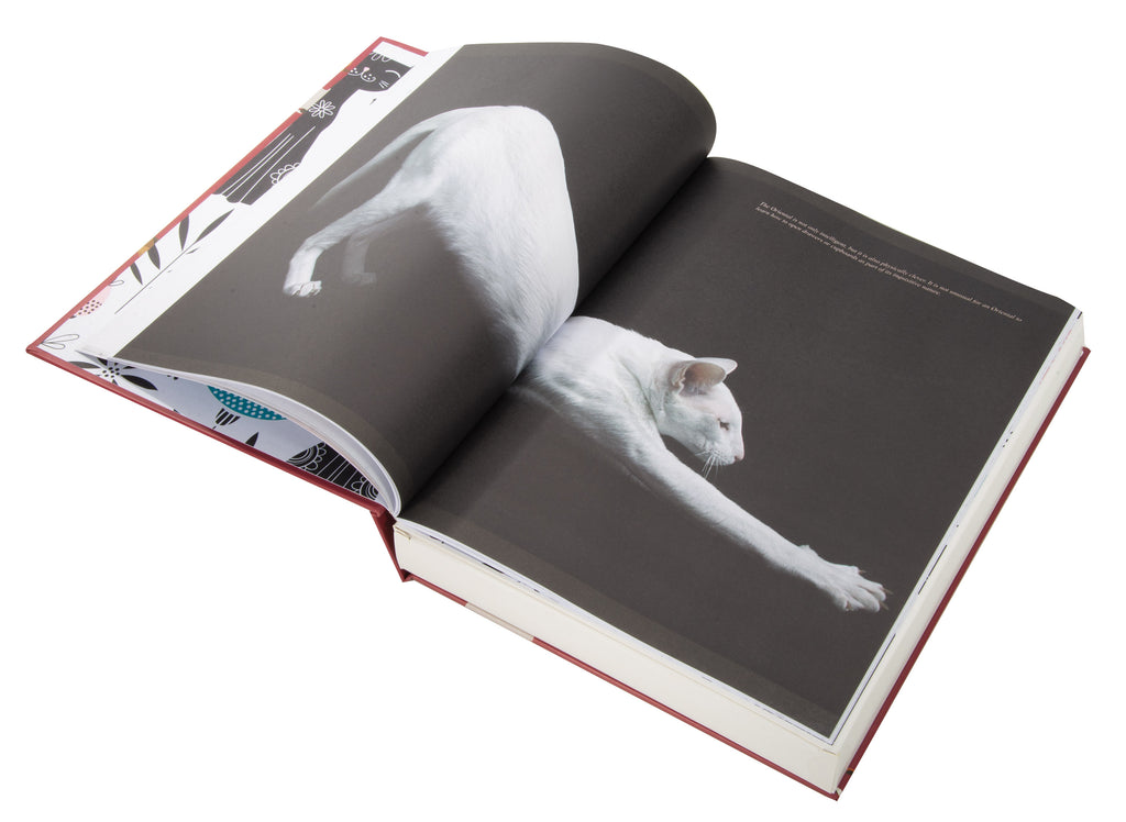 Puzzle Book | Cats