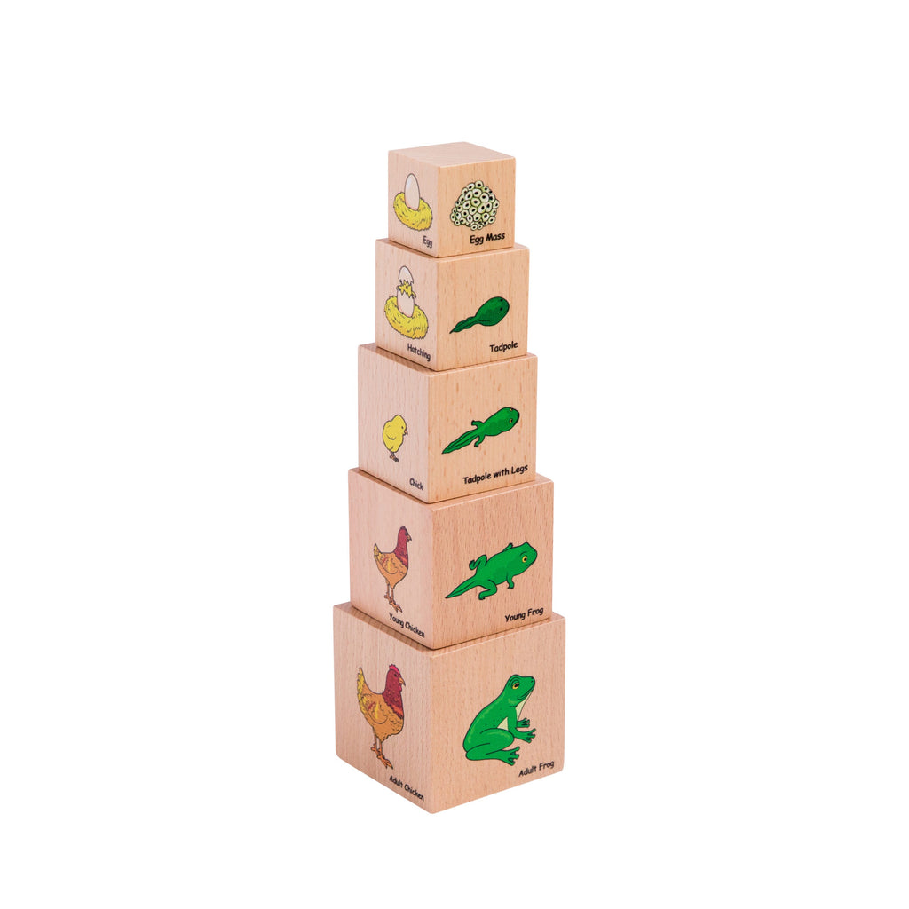 Freckled Frog | Lifecyle Blocks